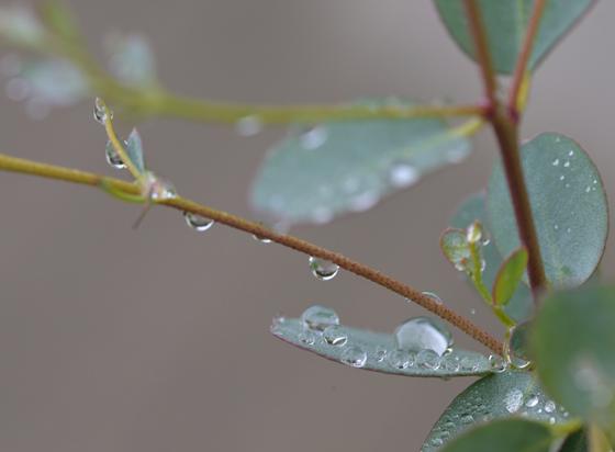 Waterdruppeltjes aan een twijgje met wat groen bladeren