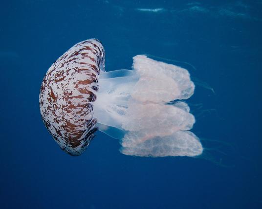 Jellyfish in the water column