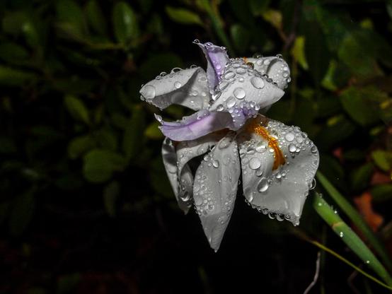 The image showcases a close-up of an iris with droplets of water adorning its petals. The petals are predominantly white with subtle purple accents, and a striking orange stripe runs through the center. The flower's surface is textured with numerous water droplets, giving it a fresh, glistening appearance. The background is a soft blur of dark green leaves.