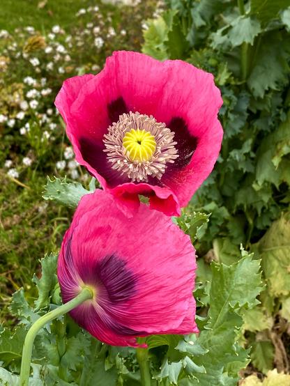 Two bright pink poppies up close, The petals are mostly hot pink, with four large black patches near the center of the flower and the center of the petals. Next is a ring of whitish stamen that are numerous, delicate and look like they would flutter. The very center of the flower is yellow.

These are in the Madonna Inn garden, and the color matches their decor...all hot pink! San Luis Obispo, California