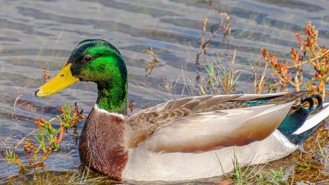 A Male Mallard, green head, rust chest, lighter brown back and dark teal details at the back end.  Yellow bill and white necklace.  Next to pickleweed in water, close profile, head on the left.