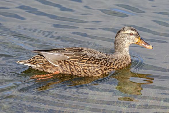 The female to go with the male (they were together).  Dappled brown, lighter line over the eye, on water profile, head on the right.