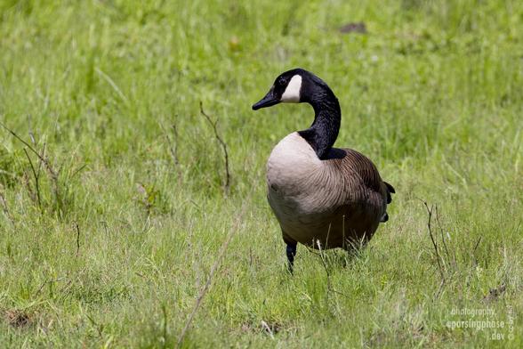 A large brown goose with a long black neck stands in a grassy field.