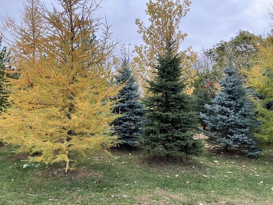 A photo of four coniferous trees, one possibly dying in pale, yellow gold colour and blue spruce maybe and green. I don’t know what kind of trees in a green park.
