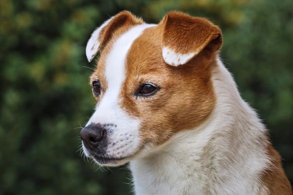 Kopf eines Jack Russel Terrier, aufgenommen von der Seite. Im Hintergrund ist grünes Buschwerk so eben zu erkennen.