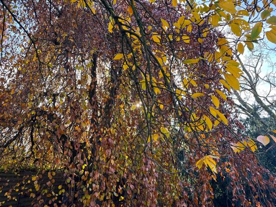 Trauerbuche im Herbstlaub, davor der Zweig einer Japanischen Kirsche