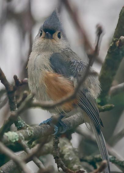 Scruffy tufted titmouse staring down the photographer.