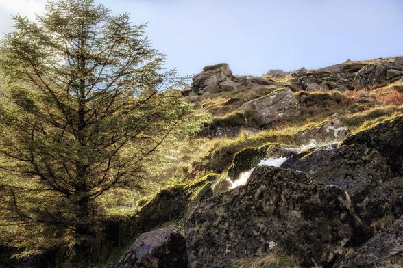 A vertical-format photograph capturing a small stream cascading over dark, moss-covered rocks on a mountainside. To the left, a large, sun-drenched conifer or pine tree dominates the foreground, its needles glowing from the strong backlighting. The stream's spray is brightly illuminated as it hits the rocks, contrasting with the shadowed parts of the cliff face. The sky above is a clear, pale blue, and the overall mood is rugged, peaceful, and dramatic due to the intense sunlight.