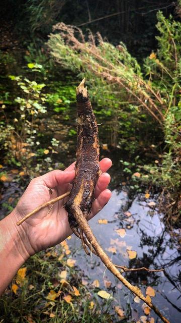 Arrel de bardana sostinguda per una mà, amb un riuet de fons