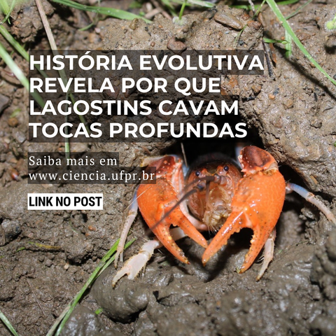 Cartão com fundo em que se vê a foto com o detalhe de um lagostim (um crustáceo que parece uma lagosta, mas de porte menor), parado na saída da sua toca aberta na lama da beira de um rio, olhando para fora. Sobre a foto, se lê a chamada: "História evolutiva revela por que lagostins cavam tocas profundas", sobre pesquisa em Zoologia com participação de cientista da Universidade Federal do Paraná (UFPR); e outra chamada: "Saiba mais no link do post e em www.ciencia.ufpr.br". Há ainda o convite para salvar o post para ler depois. A foto é de Zackary Graham, um dos cientistas participantes do estudo, de acervo pessoal.