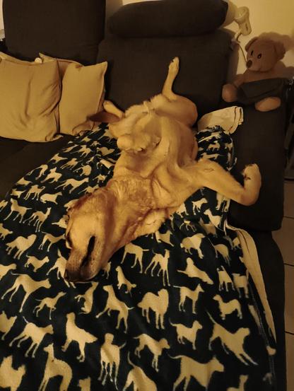 Das Bild zeigt einen Labrador, der auf der Couch liegt.
Er liegt auf dem Rücken, alle vier Pfoten von sich gestreckt nach oben.
