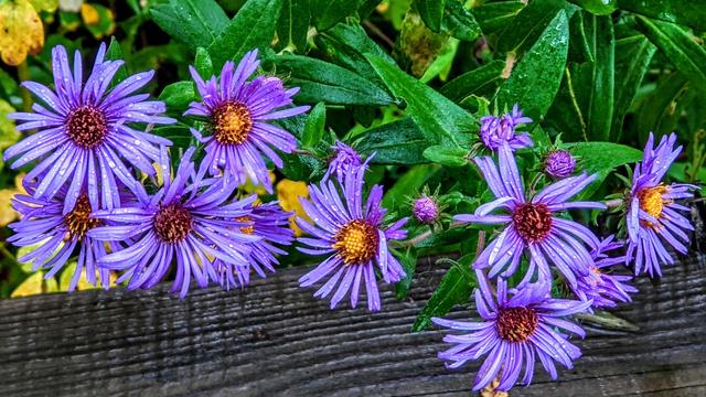 A closeup of a dozen purple flowers with yellow and brown centers growing over the top of a wooden board fence. They have pointy waxy green leaves. It is raining today. Large droplets are beading on the flowers and the leaves.