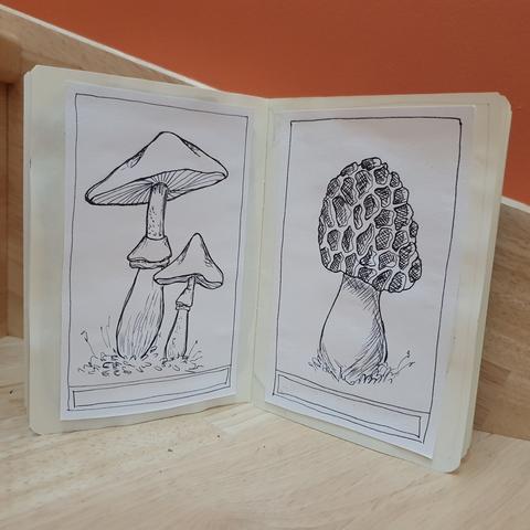 Dessins au stylo plume de 2 champignons, style planche botanique.