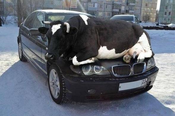 A photograph of a car in the snow, with a large black and white cow perched on the bonnet, legs up