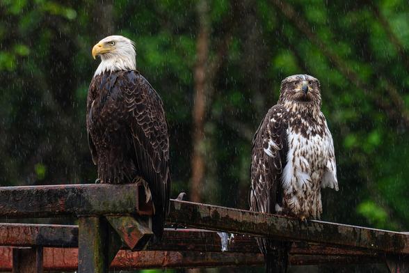 A photo of two bald eagles (Haliaeetus leucocephalus), an adult with a bright white head and dark brown body on the left and a juvenile with mixed brown and white plumage on the right, perched together on a rusty steel structure in the rain, looking very wet, with green conifers in the background behind them.