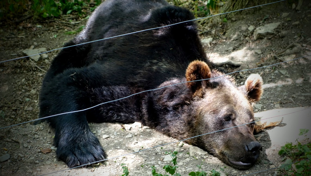 Ein großer Bär liegt flach am Boden und scheint in der Mittagssonne vor sich hin zu dösen. Fast so als könnte ihn nichts aufregen...
(In Wirklichkeit finden in diesem Park Tiere Zuflucht, die im Zirkus- oder sonstiger Haltung misshandelt und missbraucht wurden. D.h. die Tiere sind mitunter gestört oder apathisch. Trotzdem lohnt ein Besuch, der eine spannende Nähe zu den mächtigen Tieren erlaubt und zudem dem Park Einnahmen generiert.)