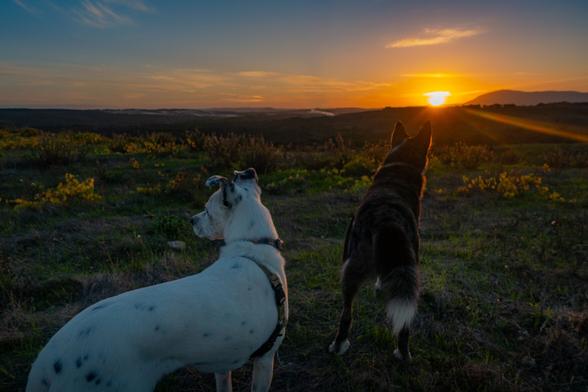 my two dogs backlit by the setting sun on top of a hill taking in the view