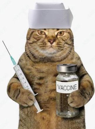 Photomontage d'un chat portant dans une patte, un flacon où est écrit le mot vaccine et une seringue dans l'autre patte.