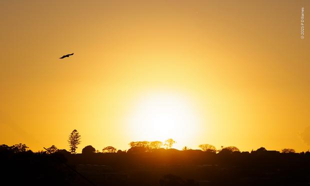 A blazing sun has just risen, orange, in a clear, slightly misty morning, throwing the skyline of trees and roofs on a ridge into sharp silhouette. A Torresian crow is flying free, also in silhouette.