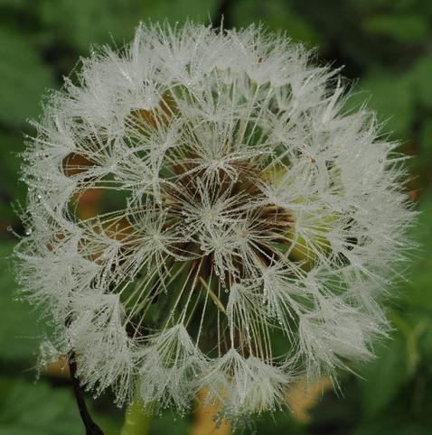 Nahaufnahme einer Pusteblume. Die Flugkörper der Samen haben viele kleine Tröpfchen.