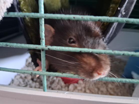 cute pet rat in with his nose thrust between the bars of his travel cage, glaring at me balefully
