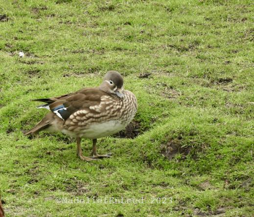 Links van het midden mevrouw Mandarijneend in een grasveld.