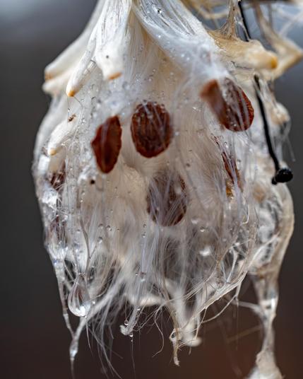 A soaked open milkweed with cotton full of raindrops