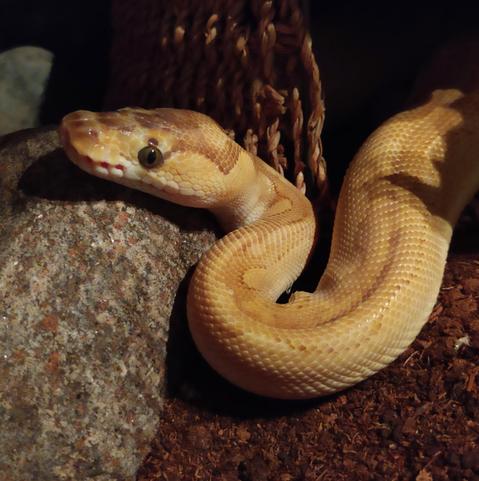 A close-up of a pale coloured snake resting its chin on a rock, rest of body disappearing into a hide.
The snake has smooth, shiny scales with a beautiful gradient of colors ranging from pale yellow to light brown and cream. Its head is slightly elevated, with a calm, alert expression with dark, round eyes, looking right into your eyes. The lighting highlights the texture and iridescence of its scales. In the background, there appears to be a woven hide. Overall, the scene looks safe and natural. 

Photo and Fluffy by me
