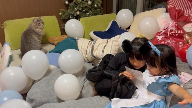 また開かれた誕生日会に参加する猫　ラガマフィン　サイベリアンThe cat attends another birthday party. Ragamuffin. Siberian