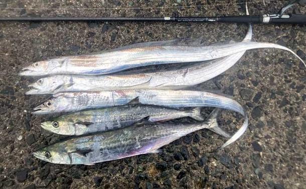 志賀島のワインドゲームで指4本幅タチウオ&サゴシ連発!【福岡】雨中でも好時合を攻略