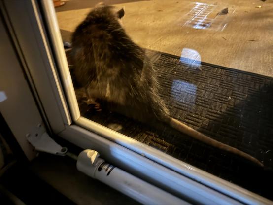 A closeup photo of the backside of a Virginia Opossum on a porch.   The photo was taken through a glass storm door.