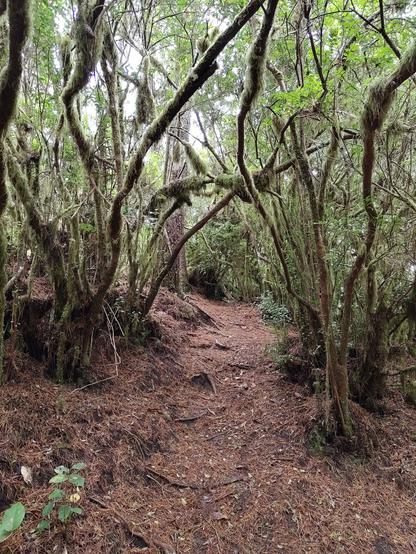 The Hobbit Trail, a leafy path surrounded by mossy trees curving overhead.