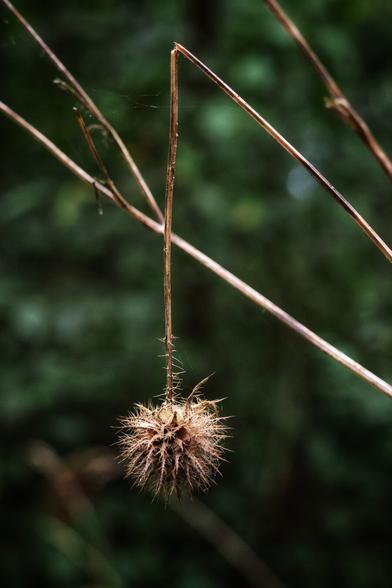 A close-up of a dried teasel seed head, precariously hanging from its broken stem. The spiky, brown seed head dangles in mid-air, its intricate, bristly texture sharply defined. The background features a softly blurred, green woodland setting, with a faint spider’s web visible in the top left corner. The lighting highlights the fine details of the seed head and the slender grass stems, creating a sense of natural fragility and delicate beauty.
