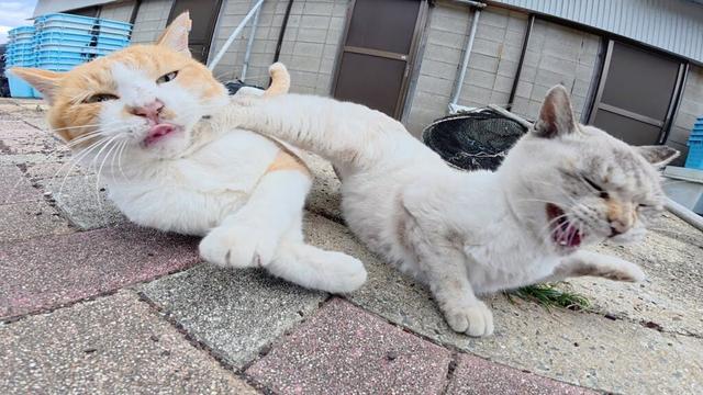 シャム猫と追いかけっこがしたい茶シロ猫ちゃん