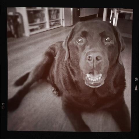 A sepia-toned, gently blurred photograph of Arwen, your beloved chocolate Labrador, taken in December 2024. She is lying on a wooden floor indoors, her body stretched slightly to the left while she faces the camera directly. Arwen’s expression is warm and full of affection—her mouth is open in a relaxed, happy smile, showing her soft teeth, and her eyes catch the light with a gentle shine. Her ears sit loosely at the sides of her head, giving her that tender, familiar look you loved so much. The background shows softly out-of-focus shelves and pieces of furniture, creating a cozy home atmosphere. A thin black film-strip style border frames the entire image, adding a nostalgic, captured-moment feel. The focus is entirely on Arwen’s calm, joyful presence—her sweetest smile preserved in a timeless, heartfelt snapshot.