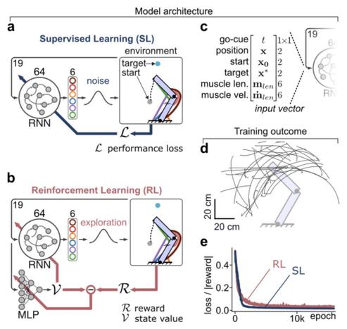 Fig. 2: Neural networks trained with RL or SL achieved high performance in controlling the effector .