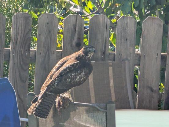 a photo of a Red Tailed Hawk perched on a patio chair with a dead squirrel in its talons.