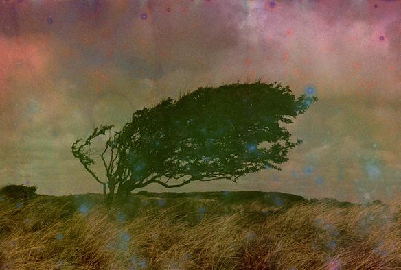 Ein einzelner Baum mit stark geneigtem, asymmetrischem Wuchs, dessen Äste und Blätter sich deutlich nach rechts neigen. Der Baum steht auf einer Wiese mit hohem Gras. Der Himmel im Hintergrund zeigt eine unregelmäßige, mehrfarbige Färbung mit roten, blauen und grünen Flecken.