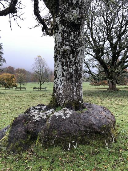 Colour photo of the straight trunk emerging from a skirt like bulging growth at its base set in grazed grassy parkland. Photo copyright ©️ Coralie Mills 2024