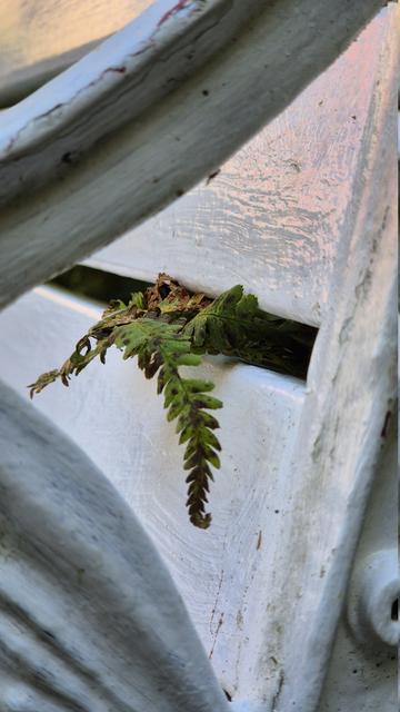 Nahaufnahme eines kleinen Farnblatts, das durch einen Spalt zwischen zwei horizontal verlaufenden weißen Brettern der Rückenlehne einer Sitzbank wächst.