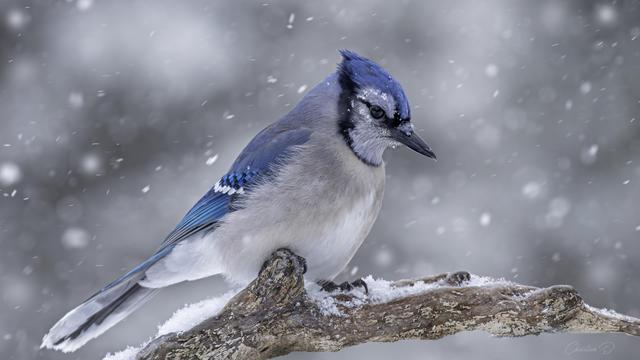 Geai bleu observé en plein épisode neigeux, perché sur un tronc couvert. Plumage vibrant malgré les conditions hivernales. Comportement calme.