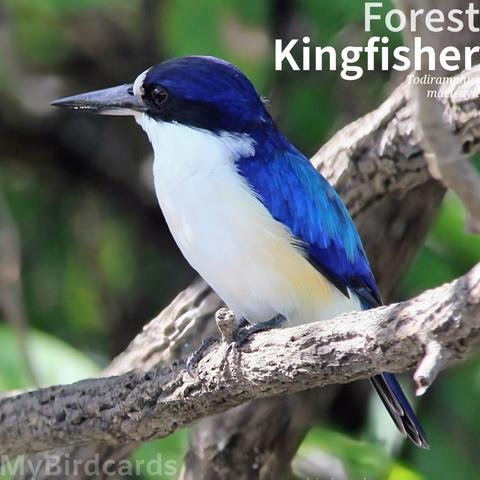 🌏 Forest Kingfisher (Todiramphus macleayii) 

The Forest Kingfisher, also known as Macleay's Kingfisher or the Blue Kingfisher, is a strikingly blue and white bird. It features a bright blue back, wings, and tail, contrasting with a white breast and a distinctive black eye-band through the eye. Males have a white nape, while females have a blue one. It is found in coastal regions of northern and eastern Australia, New Guinea and Indonesia, inhabiting open forests, woodlands, and mangroves. This kingfisher is usually solitary or in pairs. It hunts by sally-pouncing, watching from a high perch and then diving to the ground or water to seize invertebrates, small frogs, and lizards. 2.5 Flash (Edited) 

Conservation status: Least Concern (IUCN 3.1)

Fun fact: These birds have a tough way of making a home! They reportedly fly with such force, striking an arboreal termite nest with their bill repeatedly to chip away material, that observers have occasionally found birds that have died from a broken neck during the process.

📷: Photo by polettix via Pixabay 
https://pixabay.com/photos/kingfisher-bird-nature-alcedinidae-821252/

GBCK
