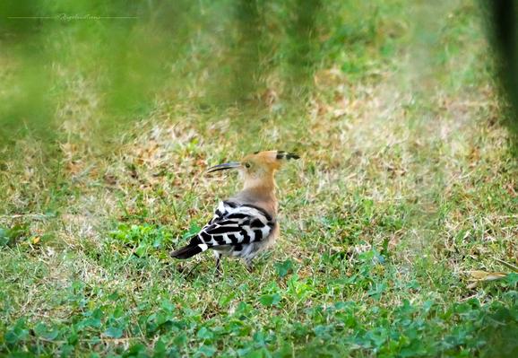 Au centre de la photo, une huppe fasciée (oiseau un peu plus grand qu'un pigeon aux ailes zébrées noir et blanc, au reste du plumage roux, au long bec courbé et portant une crète tachetée sur la tête) de trois-quarts dos, tournant la tête vers la gauche de l'image. Elle est posée sur du gazon un peu sec et parsemé de trèfles. On voit que la photo a été prise à travers du feuillage qui parait très flou au premier plan. la luminosité est plutôt terne.