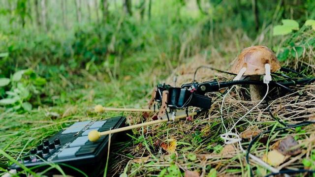 Sensors attached to a mushroom with white probes measure its bioelectrical signals while a MIDI controller device sits nearby in a woodland setting with grass and forest floor debris.