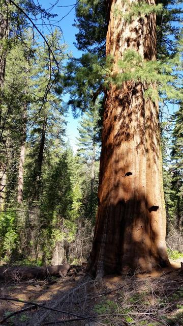Sequoia avec un tronc de diamètre immense, dans Sequoia Park en Californie.