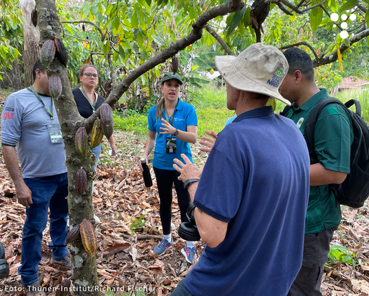 Fünf Personen stehen im Gespräch unter einem Kakaobaum mit mehreren Kakaofrüchten, umgeben von Laub auf dem Boden.