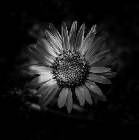 Monochrome closeup of a flower with a black background