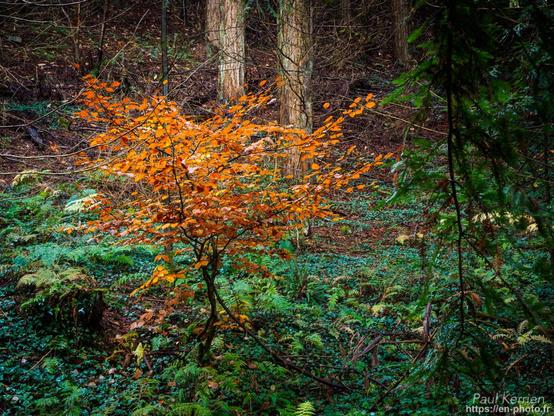 Photographie en couleur, présentant essentiellement un arbuste au feuillage orangé au milieu d'un bois de séquoia dont on voit quelques troncs en arrière-plan. Au premier plan, le sol est recouvert de lierre et de fougère encore vert.
J'aime beaucoup le contraste de couleur orange/vert.