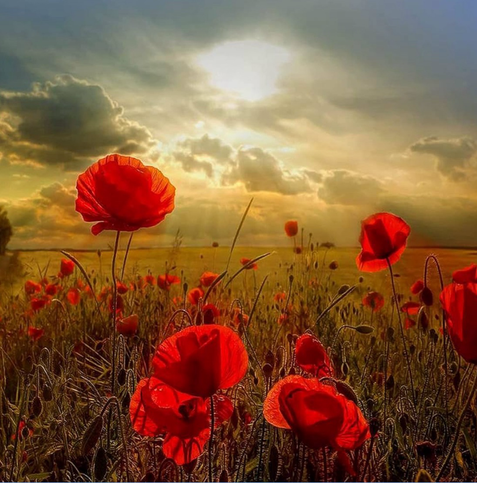 A solemn but beautiful picture of poppies in a field, with shafts of sunlight breaking through clouds in the sky above.