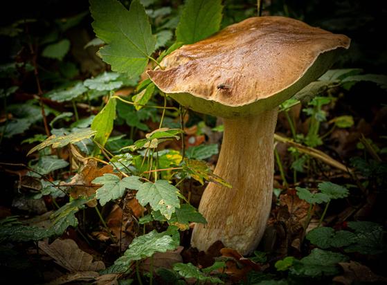 A photo of a large, whole, almost perfect porcini mushroom. It's right of center in the photo. A fly is perched on the cap. Around it are green, partially yellowed leaves, interspersed with fallen brown oak leaves. The photo is darker in the corners.